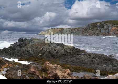 Felsigen Atlantikküste in der Nähe von Crow Kopf in Twillingate Neufundland, Kanada Stockfoto