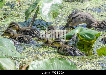 Stockente Entenküken bei John Heinz Wildlife Reserve - cute baby Enten schwimmen in einem Sumpf oder Teich mit einer Mutter henne Anas platyrhynchos Stockente Entenküken Stockfoto