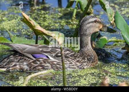 Eine weibliche Stockente Henne schwimmt auf dem John Heinz Wildlife Reserve Marsh - weibliche Anas platyrhynchos in Wasser Teich schwimmen Enten im See plantschen Stockfoto