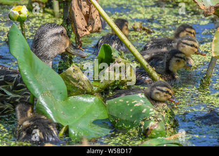 Stockente Entenküken bei John Heinz Wildlife Reserve - cute baby Enten schwimmen in einem Sumpf oder Teich mit einer Mutter henne Anas platyrhynchos Stockente Entenküken Stockfoto