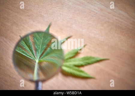 Closeup Lupe liegt auf einem Blatt von Marihuana vor dem Hintergrund der hellen Oberfläche, selektiver Fokus Stockfoto