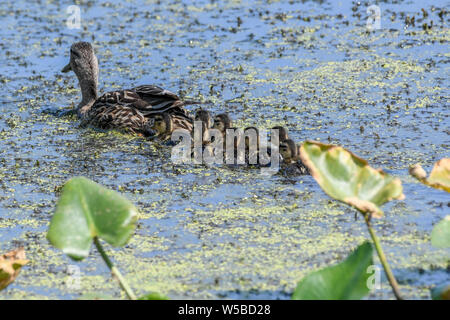 Stockente Entenküken bei John Heinz Wildlife Reserve - cute baby Enten schwimmen in einem Sumpf oder Teich mit einer Mutter henne Anas platyrhynchos Stockente Entenküken Stockfoto