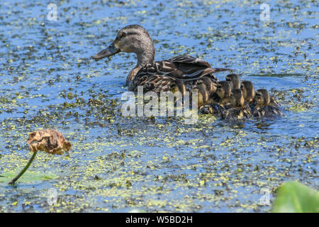 Stockente Entenküken bei John Heinz Wildlife Reserve - cute baby Enten schwimmen in einem Sumpf oder Teich mit einer Mutter henne Anas platyrhynchos Stockente Entenküken Stockfoto