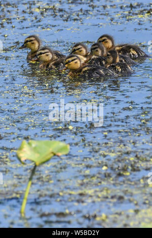 Stockente Entenküken bei John Heinz Wildlife Reserve - cute baby Enten schwimmen in einem Sumpf oder Teich mit einer Mutter henne Anas platyrhynchos Stockente Entenküken Stockfoto