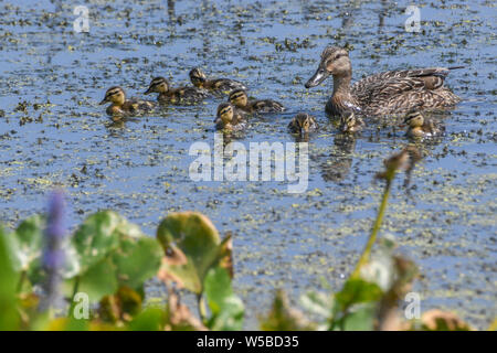 Stockente Entenküken bei John Heinz Wildlife Reserve - cute baby Enten schwimmen in einem Sumpf oder Teich mit einer Mutter henne Anas platyrhynchos Stockente Entenküken Stockfoto