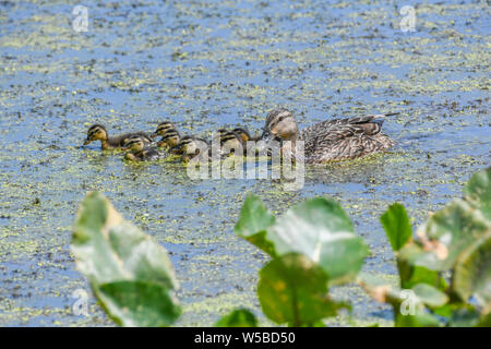 Stockente Entenküken bei John Heinz Wildlife Reserve - cute baby Enten schwimmen in einem Sumpf oder Teich mit einer Mutter henne Anas platyrhynchos Stockente Entenküken Stockfoto