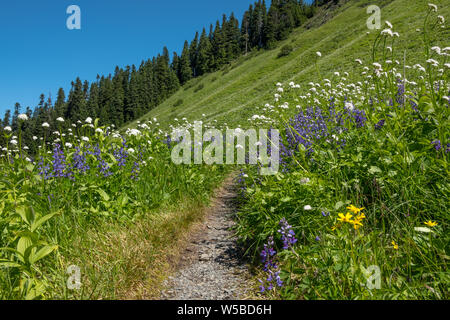Alpine Blumenwiesen in voller Blüte mit blauen Lupinen und Sortiment von weißen und gelben Blumen. Damfino Seen Trail, Mt Baker, Washington, USA Stockfoto