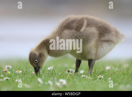 Baby Gosling essen Grass gegen einen unscharfen Hintergrund mit Platz für Text Stockfoto