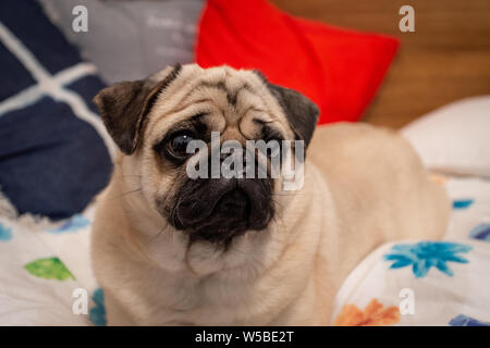 Mops Hund liegend auf dem Bett Stockfoto