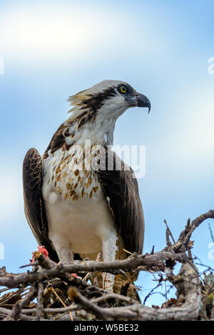 Fischadler (Pandion haliaetus), auch bekannt als die Sea Hawk, Fish Eagle, oder Fisch hawk einen Fisch gefangen, nahm es im Nest und begann, es zu essen Stockfoto