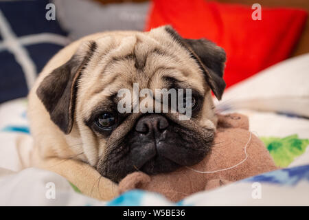 Mops Hund fallen schlafend auf dem Bett Stockfoto