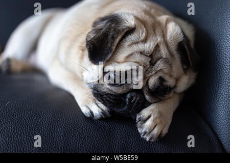 Mops Hund mit einem traurigen Gesicht Stockfoto