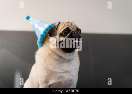 Mops Hund Geburtstag Stockfoto