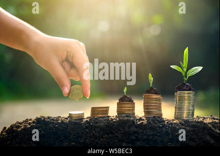 Geld Wachstum spart Geld. Oberen baum Münzen gezeigt Konzept für wachsende Unternehmen Stockfoto