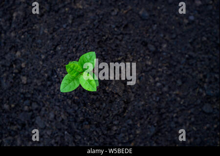 Entwicklung von sämlingwachstum Einpflanzen Sämlinge junge Pflanze im Morgenlicht auf Natur Hintergrund Stockfoto