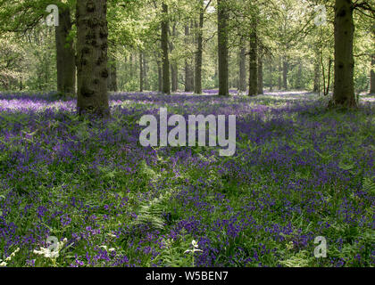 Teppich von Englisch Bluebells im Wald zwischen den Bäumen Stockfoto