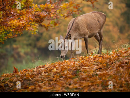 Red Deer Hind essen Eicheln vom Boden der Wälder Stockfoto