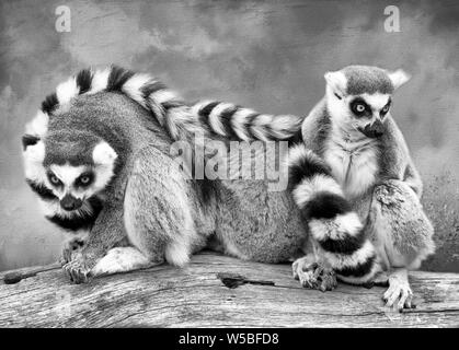 3 Ring Schwanz Lemuren sitzen auf einem Log in B&W. Zwei nach vorne sitzen und in der Mitte mit an der Rückseite der Kamera. Einen strukturierten Hintergrund wurde hinzugefügt. Stockfoto