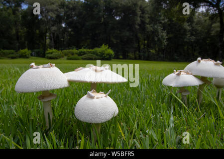 Weiße Pilze wachsen in den Rasen nach dem Regen. Stockfoto