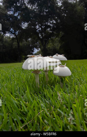 Weiße Pilze wachsen in den Rasen nach dem Regen. Stockfoto