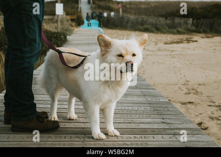 Süßer Hund stehend auf der Promenade, Pelz und Ohren im Wind geblasen wird Stockfoto