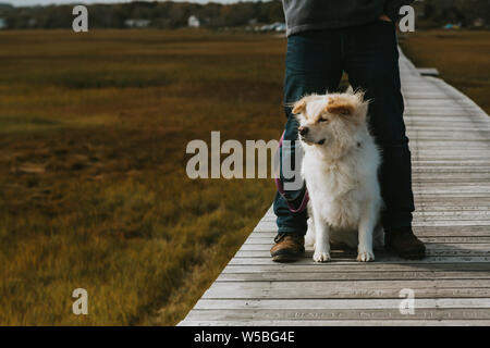 Süßer Hund saß zwischen erwachsenen männlichen Beine auf der Promenade über Salt Marsh Stockfoto