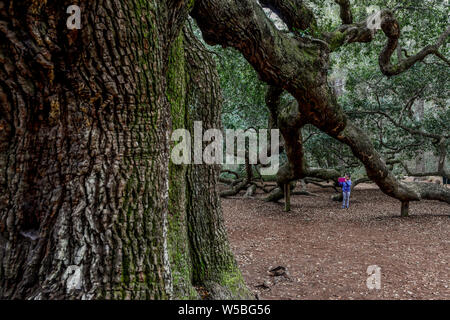 Menschen besuchen die Engel Eiche auf Engel Oak Park auf Johns Island in der Nähe von Charleston, South Carolina. Der Baum ist etwa 500 Jahre alten zu sein steht Stockfoto