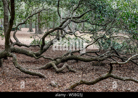 Menschen besuchen die Engel Eiche auf Engel Oak Park auf Johns Island in der Nähe von Charleston, South Carolina. Der Baum ist etwa 500 Jahre alten zu sein steht Stockfoto