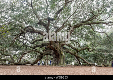 Menschen besuchen die Engel Eiche auf Engel Oak Park auf Johns Island in der Nähe von Charleston, South Carolina. Der Baum ist etwa 500 Jahre alten zu sein steht Stockfoto