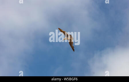 Möwe Flug blue sky. Braune Farbe Möwe das Fliegen auf blauer Himmel, sonniger Frühlingstag, Low Angle View Stockfoto