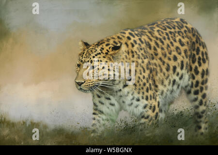 Seltene Amur Leopard auf der Pirsch an der Yorkshire Wildlife Park. Hintergrund eine texturierte Neutral Look mit einem Platz für Text Stockfoto