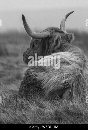 Highland Cattle liegend im Gras Stockfoto