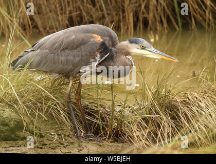 Graureiher an der Seite des Flusses auf der Suche nach einem Fisch zu essen Stockfoto