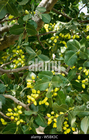 Pistazien auf einem Baum in einem Obstgarten in Merced County Kalifornien USA Stockfoto
