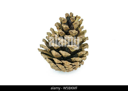 Tannenzapfen isoliert auf weißem Hintergrund mit Freistellungspfaden. Stockfoto