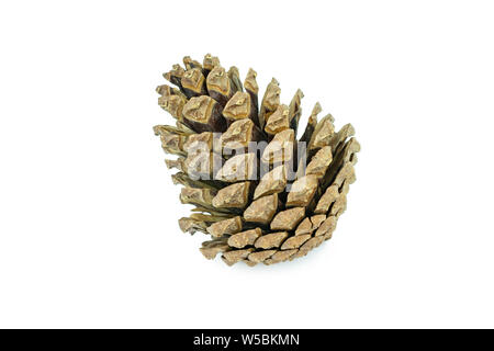 Tannenzapfen isoliert auf weißem Hintergrund mit Freistellungspfaden. Stockfoto