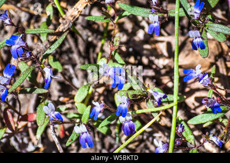 Torrey ist Blue-eyed Mary (Collinsia torreyi) Wildblumen blühen in großer Höhe, Yosemite National Park, in den Bergen der Sierra Nevada, Kalifornien Stockfoto