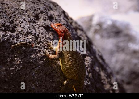 Schöne Aufnahme einer bunten Eidechse und einer Raupe auf Ein Fels Stockfoto