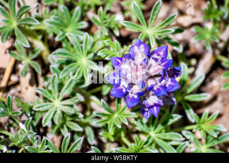 In der Nähe von Sky Lupinus (Lupinus Nanus) wildflower blloming im Yosemite National Park, Kalifornien Stockfoto