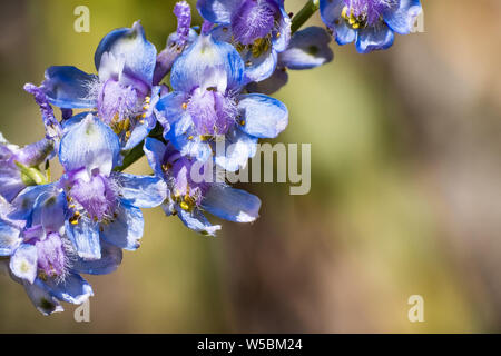 Blass Rittersporn (Delphinium Hansenii) Wildblumen blühen in den Yosemite National Park, in den Bergen der Sierra Nevada, Kalifornien Stockfoto