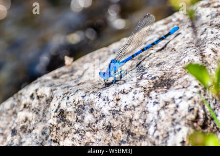 Lebendige Tänzer (banot vivida) damselfly sitzen auf einem Felsen, Yosemite National Park, in den Bergen der Sierra Nevada, Kalifornien; es ist eine Art von schmalen - winge Stockfoto