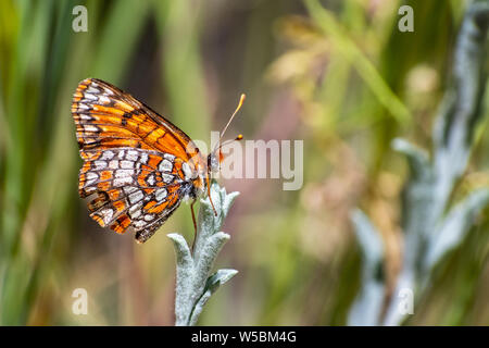 Nahaufnahme von Hoffmann (checkerspot Chlosyne hoffmanni) Schmetterling saß oben auf einer Anlage mit geschlossenen Flügeln, Yosemite National Park, Kalifornien Stockfoto