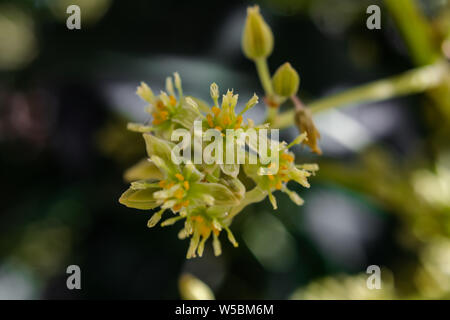 Avocado (Persea americana) Blumen blühen Stockfoto