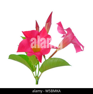 Magnenta Dipladenia Blumen und Blüten sowie deren Knospen, isoliert auf weißem Stockfoto