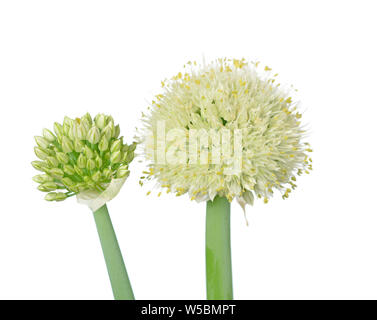 Zwei organischen Zwiebel Blumen isoliert auf weißem Stockfoto