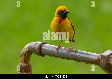 Die speke Weaver Vogel (Ploceus spekei) eine vertraute Ostafrikanischen Songbird auf Rohr thront. Stockfoto