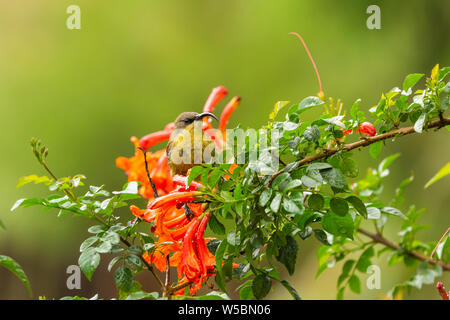 Die variable Sunbird (bzw. gelb-bellied Sunbird), Cinnyris venustus (früher Nectarinia venusta) auf Strauch für den Nektar in Kenia Suche thront. Stockfoto