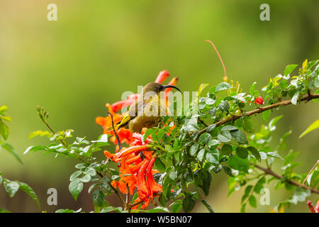 Die variable Sunbird (bzw. gelb-bellied Sunbird), Cinnyris venustus (früher Nectarinia venusta) auf Strauch für den Nektar in Kenia Suche thront. Stockfoto