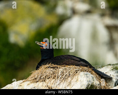 Nesting red-faced Cormorant, Dendrocopos urile, auf Ariy Kamen, Bering Insel, Russland Aleutians Stockfoto