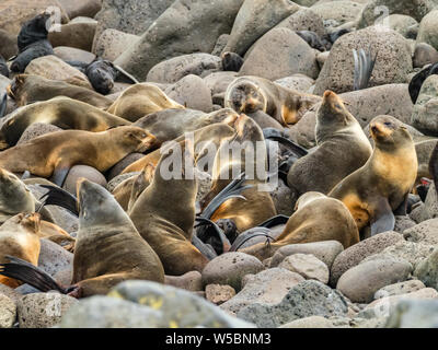 Nördlichen Pelzrobben, Callorhinus ursinus, Zucht in harems auf St. Paul, Beringmeer, Alaska Stockfoto